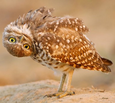 upside-sown-owl_1913739i.jpg